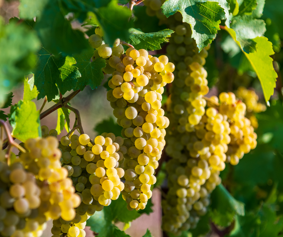 white-grapes