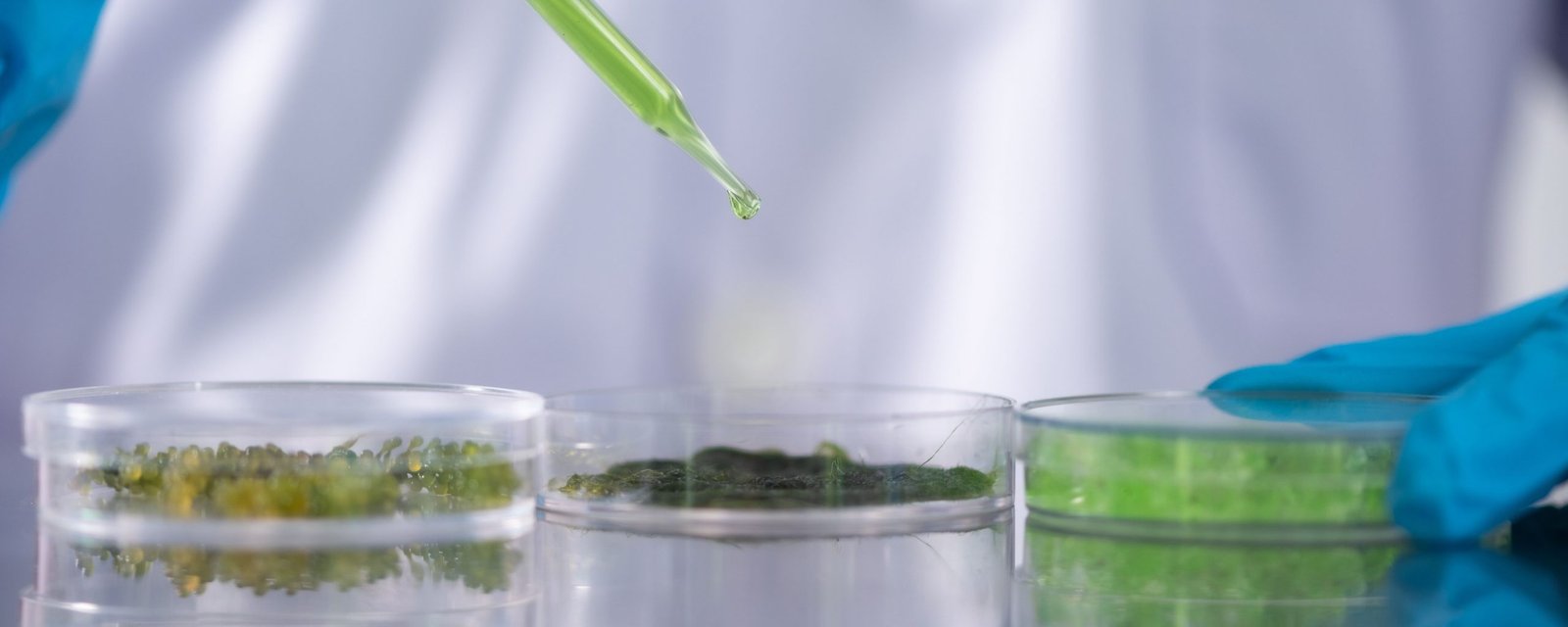 Alghe e Innovazione: presentiamo 3 startup all’avanguardia dell’industria delle alghe 